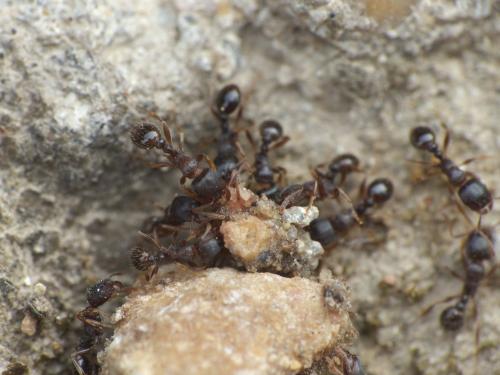 Réf. 275 708 : Tetramorium sp.